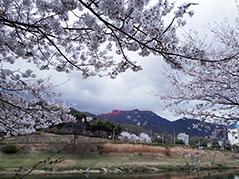 제1회 의정부 호원 벚꽃 축제 개최 기사 이미지
